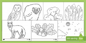 Owl Colouring Sheets