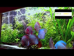 Stendker Diskusfische über 1 Jahr im Kundenaquarium begleitet...