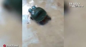 Two-headed turtle steals the hearts of Internet users