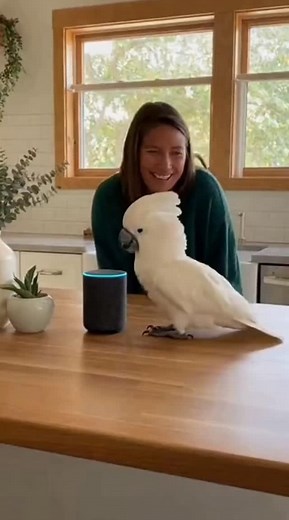 This cockatoo has moves! 🦜💃 In our sunlit kitchen, a white cockatoo starts dancing to Alexa’s music, surprising the woman watching and filling the moment with laughter and warm, happy vibes. #Cockatoo #BirdDancing #FunnyPets #AlexaSpeaker #CuteBirds #AnimalComedy #PetReels #BirdTok #FeelGoodVideo #HomeVibes #ViralPets | Epicreading.co.uk