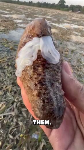 Sea cucumbers POOP out their organs to defend themselves