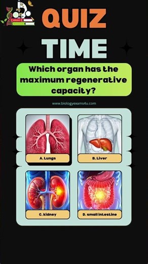 Which organ has the maximum regenerative capacity?