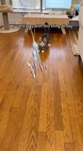 Take care of your kitty's mental health and get them stimulated with interactive toys like this one! #catteaser #cats #catdaddy #catmoms #catessentials