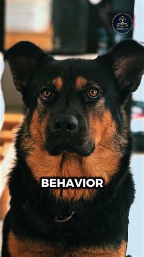 Why Do Dogs Chase Their Tails 🐕 || #animalfacts #dogfacts #amazingfacts