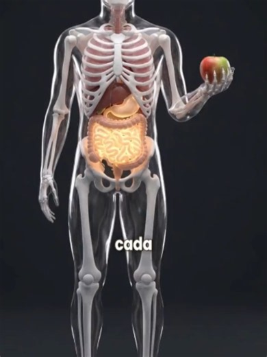 ¿Qué le pasa a tu comida desde que tragas hasta que se absorben los nutrientes? Mira cómo tu estómago y enzimas trabajan en equipo en cada bocado. #Digestión #usa #Cienciavisual #PrimerosAuxilios #Mexico