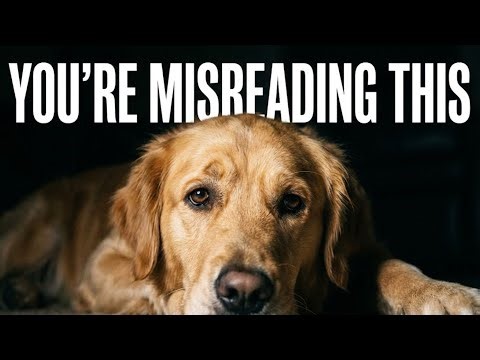Why Dogs Really Change Sleeping Spots (It’s Not What You Think)