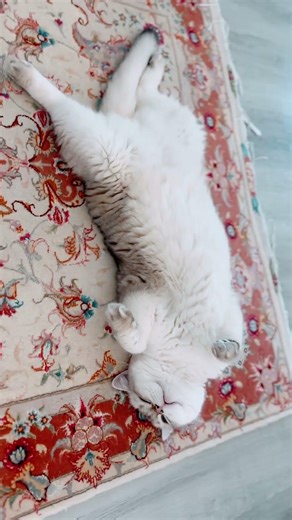 🫠 #cat #catblogger #cutecat #lovely #kitten #lovelycat #mycat