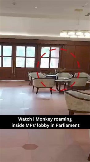 A monkey entered Parliament premises on August 2nd. A video shared on microblogging site X showed the monkey on the top of a chair inside a lobby reserved for Members of Parliaments (MPs). #Parliament #animals #monkeys #MemberofParliament | India Today