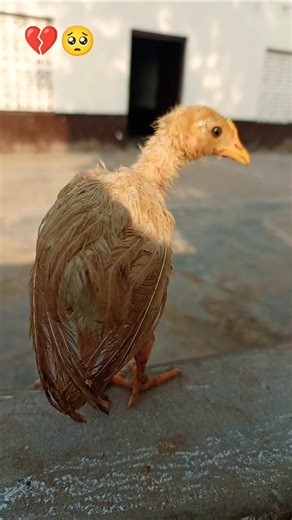 Sick Baby Chick Rescue& Recovery Story|From Weak to Strong❤️#ChickRescue #AnimalRescue#chickenvideo