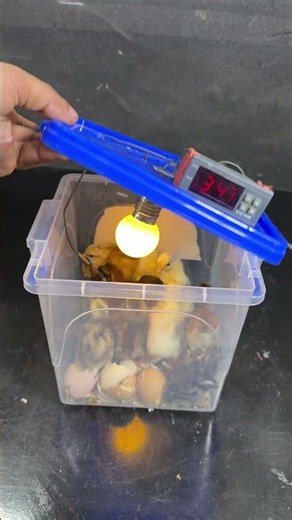 Fantastic moment ! 100% eGGS HATCHED IN MINI bPLASTIC BOX.