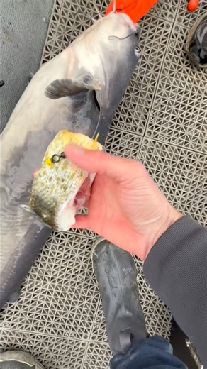 Doubled up on big catfish using cut shellcracker as bait #chattcats #chattcatsfishing #okumafishingusa #okumafishingtackle #okumacatslayer #okumacatfish #demondragons #bosskat | Chatt Cats Fishing