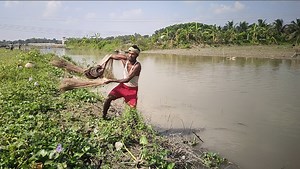 55K views · 602 reactions | Amazing Cast Net Fishing | Fishing & Village Tradition | Facebook