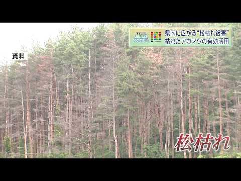 Pine wilt damage spreading throughout the prefecture: Effective use of withered Japanese red pine...