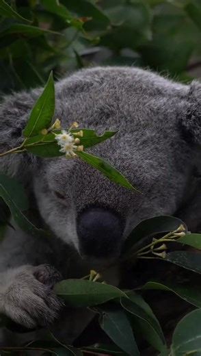 This faces 💚🐨 #koala #savekoalas #wildkoalabreedingvisitorcentre #koalaconservationaustralia