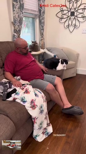 My woman is accusing me of cheating #catsoftiktok #cat #3southern #cats #tiktok #loves #kristicates | Kristi Catess