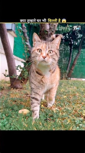 अगर आप भी Billi पालते हो 🐱 तो ये बातें जरूर जान लो | 99% Cat Owners नहीं जानते! 😱#shorts #ytshorts