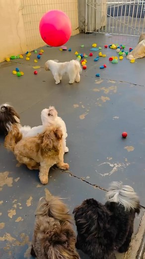 • Shih Tzu puppies for adoption in Alabama • Shih Tzu adoption...