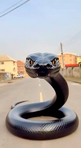 971K views · 14K reactions | The python girl within | Ella Stories | Facebook