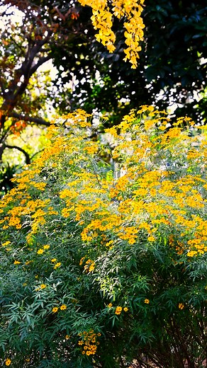 13K views · 291 reactions | These flowers have a golden glow, but...