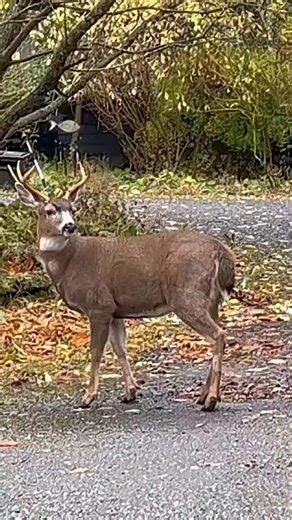42K views · 391 reactions | What is the sound of a buck that has been started? #buckmaster #deerpark #deer | Tina Shapiro | Facebook