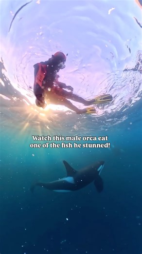 Orca Eating A Fish!😮 #orca #orcas #killerwhale #ocean