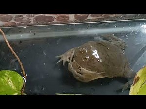 Budgett's frog Devours frog Aggressively | Live Feeding