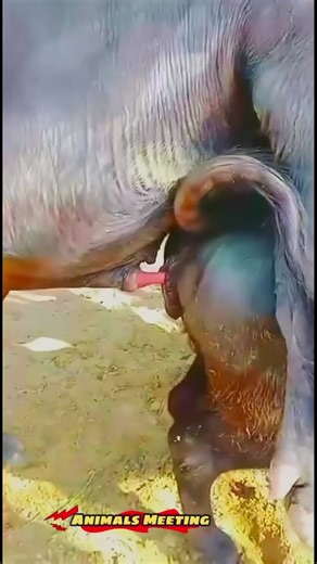 Beautiful Buffalo Cow Animal Meeting and Breeding in USA Farm