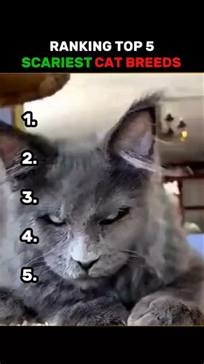 This cat breeds are Scary 💀