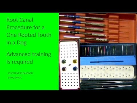 Root Canal Procedure for a One Rooted Tooth in a Dog