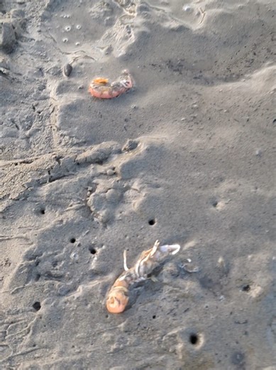 Catch More Fish with Ghost Shrimp at Stabi Dave’s Bait & Tackle