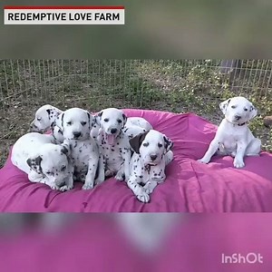 1.4M views · 2.6K reactions | Here is a video that will put a smile on your face. : Redemptive Love Farm Send your videos here: https://bit.ly/338HE7l | The National Desk - TND | Facebook