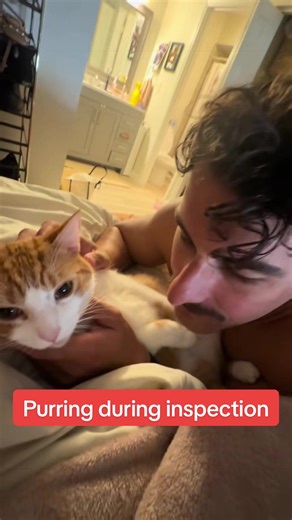 Purring during inspection is one the the WORST things a cat can do…Inspections are disciplinary…. #orangecatbehavior #funnycat #cat #catsoftiktok #viralcat