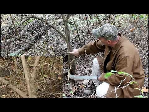 Asian Bush Honeysuckle