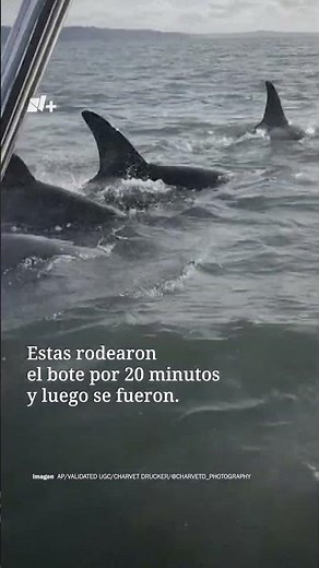 Foca se esconde en bote de unas orcas que la perseguían - N+ #shorts