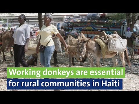 Working donkeys are essential for rural communities in Haiti