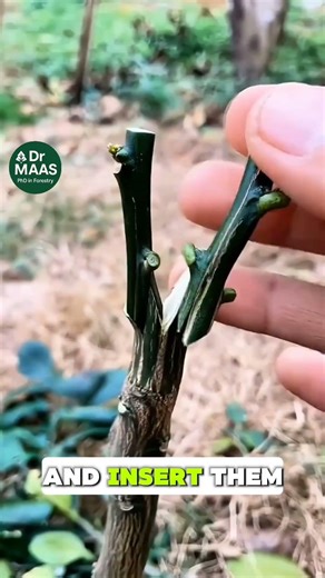 Injerto Doble 🌱 Método en V de Alto Rendimiento #Shorts #agricultura #plantas #agricole
