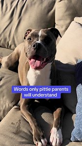 1.9M views · 88K reactions | Emphasis on number 9…. #pitbull #pittie #cutedog #funnydog #dog | Pretty Girl Meira | Facebook