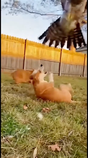 Hawk Tried to Snatch the Puppy…but the Cat Said “NO!” ★🐾 #action #save #epic