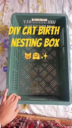 diy cat birth nesting box 😸✨/day97 #catbirth #nestingbox #diy #youtubeshorts #shorts