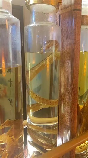 Exploring the Unique Culture of HabuSake in Japan