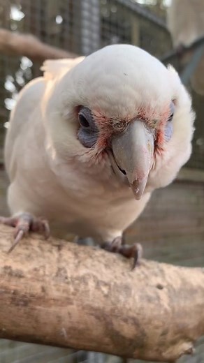 Discover the Little Corella and Solomon's Corella with LWP TOURS
