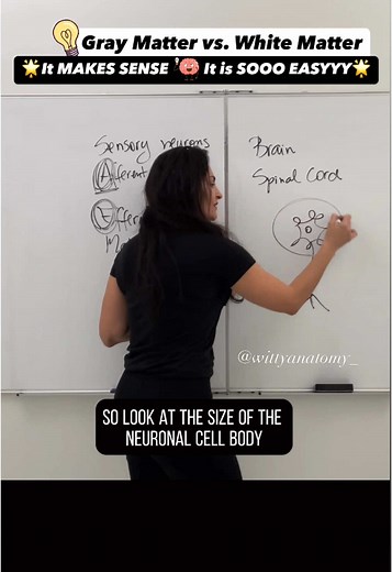 Understanding White Matter vs. Gray Matter in Anatomy