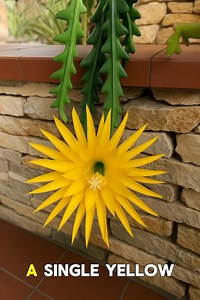 This rare cactus blooms only for a moment… but look how stunning it is. | Garden Tricks | Facebook