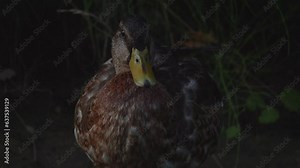Duck Close-up. Bird face. Bird swims in the lake, river. River Mallard Duck. Duck in slow motion. Duck cleaning itself during.