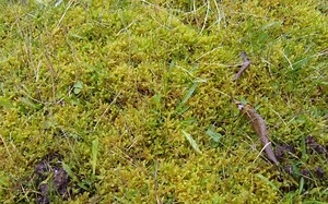 How to rake out moss from your lawn | Lawntech