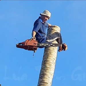 Amazing skill with climbing and cutting coconut tree | Making Video