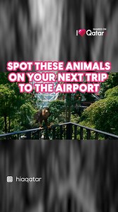 9.2K views · 89 reactions | 憐Hamad International Airport has...