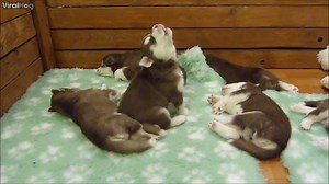 267K views · 3.5K reactions | Baby Husky Tries To Howl, Sounds Like A Star Wars Character Via ViralHog | I Love Paws | Facebook