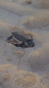 Good luck and goodbye little ones 👋🐢 Over the next month or so the last of the Great Barrier Reef turtle hatchlings will make an appearance, as we wind down this year's season. But not to worry, there's lots to look forward to on the Great Barrier Reef as waters cool and we say hello to whale season 🐋 Will you be the first to spot a Humpback Whale this year? Report your sighting using the Great Barrier Reef Marine Park Eye on the Reef app and you may just be. 📽 Master Reef Guide Elliot Peter
