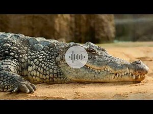 ANIMALS - alligator growl sound effect